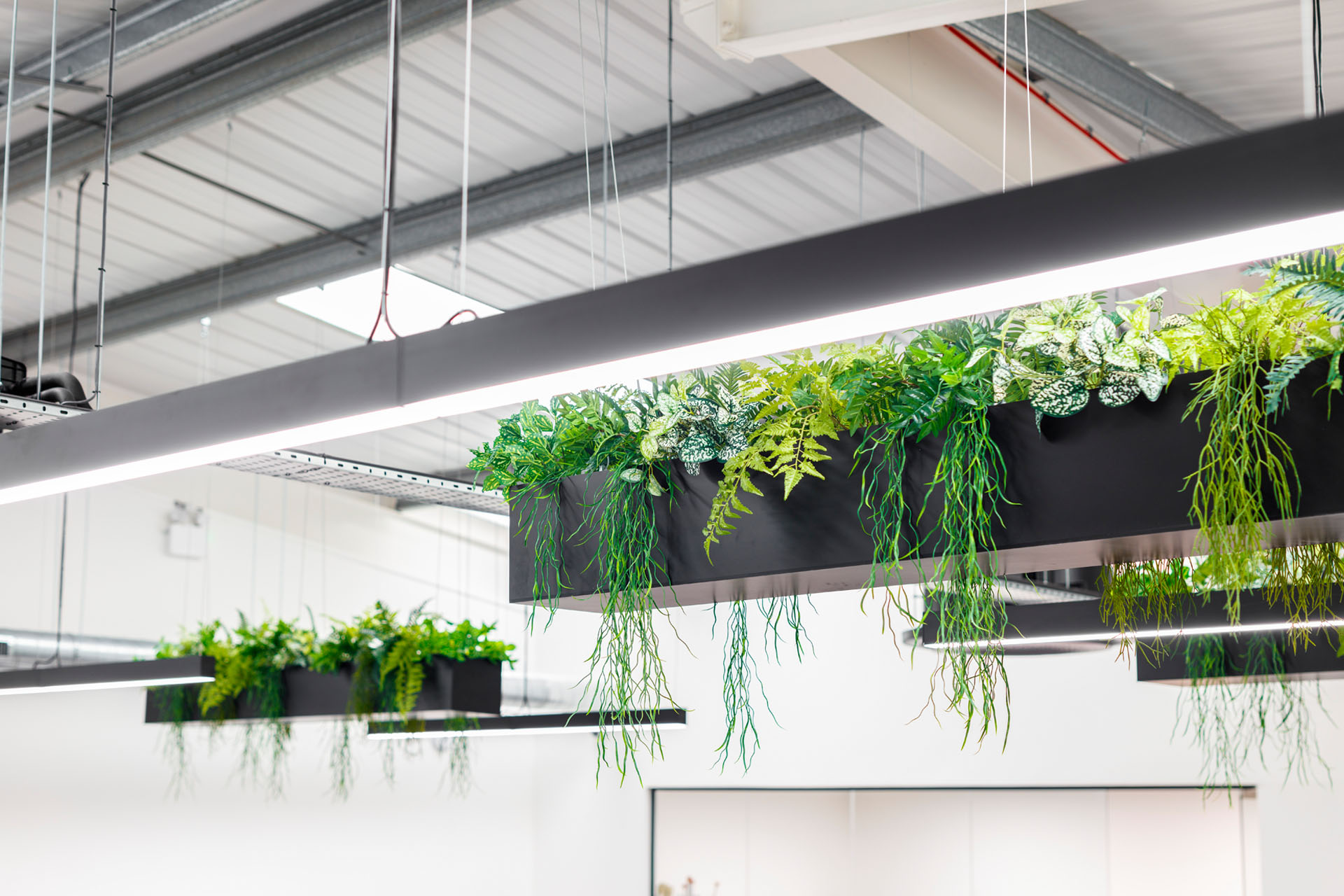 Office interior showing plants in hanging baskets.
